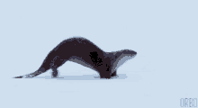 Otter GIF