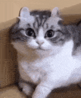 Komaru Cat GIF