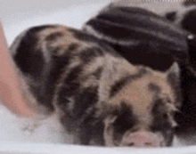 Pig Ouch GIF - Pig Ouch GIFs