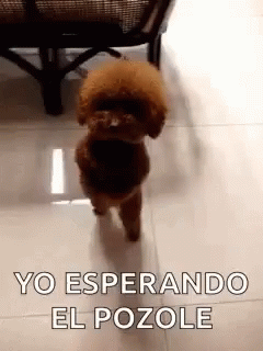 Puppy On Two Legs GIF - Puppy On Two Legs Dance GIFs