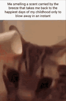 Scent Cat GIF - Scent Cat GIFs
