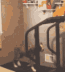 a cat is walking down a set of stairs in a room .