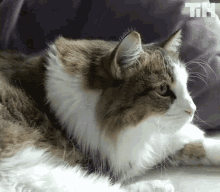 Watching Focus GIF - Watching Focus Cat GIFs