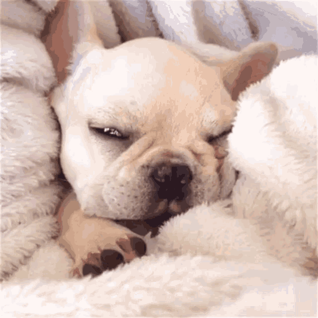 French Bulldog GIF - French Bulldog Cute Dog - Discover & Share GIFs