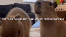 The Urban Rescue Ranch The Fog Is Coming GIF - The Urban Rescue Ranch The Fog Is Coming Fog GIFs