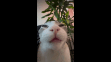 Cat Cat Meme GIF - Cat Cat Meme Cat High GIFs