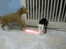 Cat Force Catisyourfather GIF
