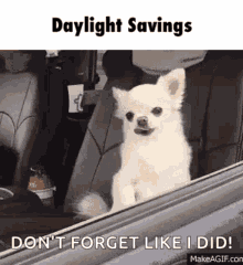 Dog Sleepy GIF - Dog Sleepy Daylight Savings Time GIFs