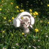 a cat wearing headphones and a flower on its head