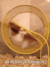 a hamster is running in a yellow hamster wheel with the words `` be ready in a minute '' written below it .