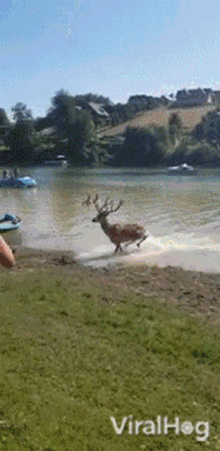 deer viralhog running away dashing out of water escaping