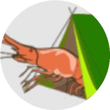 shrimp spin