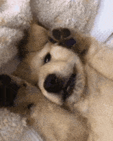 a golden retriever puppy is laying on its back with its paws on its head .