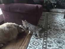 Bengal Cat Beats Up Dog GIF - Dog Cat Bengal GIFs
