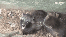 너구리 GIF - Raccoon Korean GIFs