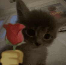 a kitten is sitting next to a red rose and looking at the camera .