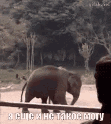 слоник слон талант мяч футбол GIF - Elephant Football Ball GIFs