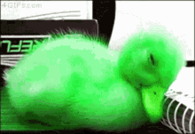 Duckwat Sleepy GIF - Duckwat Sleepy Sleep GIFs