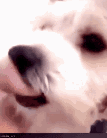 a close up of a dog licking someone 's nose with the username simon_xxx visible