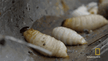 Rolling Hazen Audel GIF - Rolling Hazen Audel A Larvae Lunch GIFs