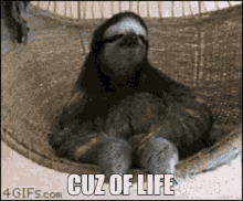 Cuz Cuzoflife GIF - Cuz Cuzoflife Foxden GIFs