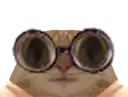 a close up of a cat 's face wearing goggles .