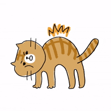 animal kitty cat cute angry