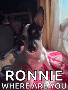 a small black and white dog is laying on a pink blanket with ronnie where are you written on the bottom