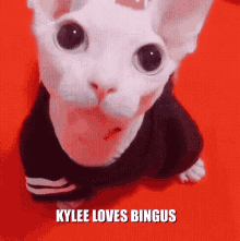 Kylee Loves Bingus Bingus GIF - Kylee Loves Bingus Bingus Kylee GIFs