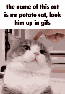 Mr Potato Cat GIF - Mr Potato Cat Cute GIFs