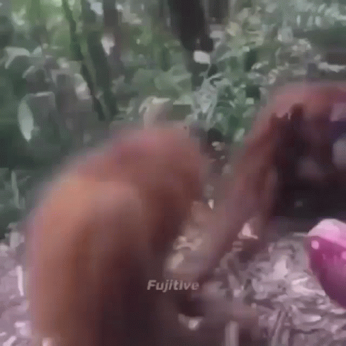 monkey-funny-falling-monkey.gif