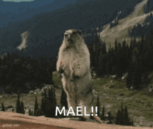 a ground squirrel standing on its hind legs with the word mael written on the bottom