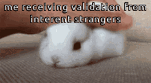petting bunny small bunny validation bunny animals with captions cute bunny