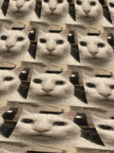 Spiral Uncanny Cat GIF