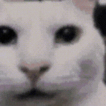Canny Uncanny GIF - Canny Uncanny Cat GIFs