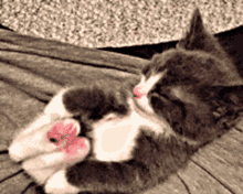 Cute Cat GIF - Cute Cat Feet GIFs