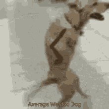 Dog Welder GIF