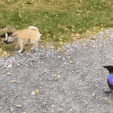 Crow Dog GIF - Crow Dog Pokemon GIFs