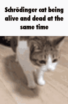 Cat Dead GIF - Cat Dead Alive GIFs