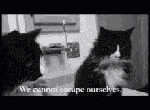 Cat We Cannot Escape Ourselves GIF - Cat We Cannot Escape Ourselves 2am Thoughts GIFs