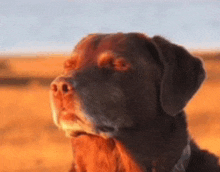 a close up of a dog 's face with a blurry background