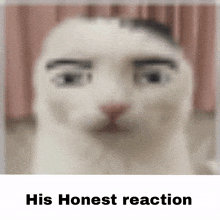 His Honest Reaction Manfacecat GIF