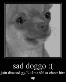 sad sad dog sad eyes sad puppy crying