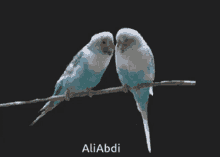 bird love