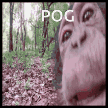 Pog Monkey GIF - Pog Monkey Meme GIFs