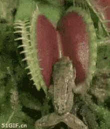 植物 捕蝇草 食人花 青蛙 GIF