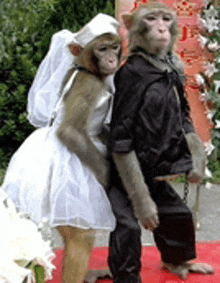 two monkeys dressed as a bride and groom are posing for a picture