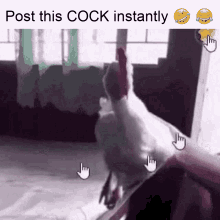 a picture of a chicken with the words post this cock instantly below it