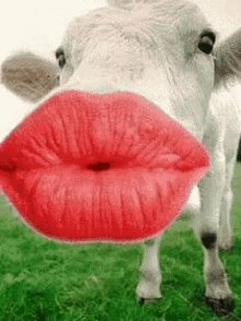 Kisses Lips GIF - Kisses Lips Cow GIFs