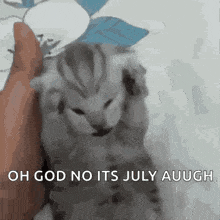 a kitten is being held by a person with the words `` oh god no its july auugh '' written on the bottom .